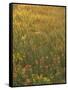 Paintbrush, Low Bladderpod and Grass, Texas Hill Country, USA-Adam Jones-Framed Stretched Canvas