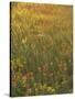 Paintbrush, Low Bladderpod and Grass, Texas Hill Country, USA-Adam Jones-Stretched Canvas