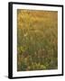 Paintbrush, Low Bladderpod and Grass, Texas Hill Country, USA-Adam Jones-Framed Premium Photographic Print