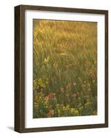 Paintbrush, Low Bladderpod and Grass, Texas Hill Country, USA-Adam Jones-Framed Photographic Print