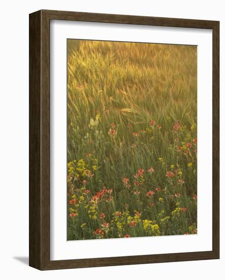 Paintbrush, Low Bladderpod and Grass, Texas Hill Country, USA-Adam Jones-Framed Photographic Print