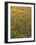Paintbrush, Low Bladderpod and Grass, Texas Hill Country, USA-Adam Jones-Framed Photographic Print
