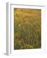 Paintbrush, Low Bladderpod and Grass, Texas Hill Country, USA-Adam Jones-Framed Photographic Print