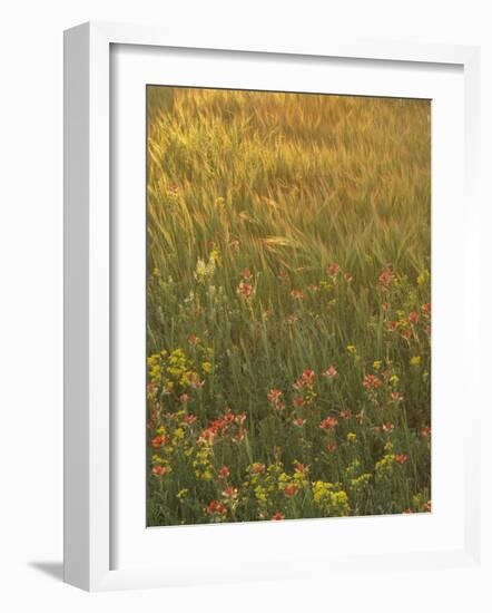 Paintbrush, Low Bladderpod and Grass, Texas Hill Country, USA-Adam Jones-Framed Photographic Print