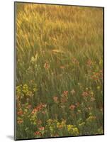 Paintbrush, Low Bladderpod and Grass, Texas Hill Country, USA-Adam Jones-Mounted Photographic Print