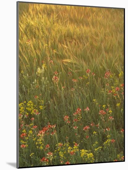 Paintbrush, Low Bladderpod and Grass, Texas Hill Country, USA-Adam Jones-Mounted Photographic Print