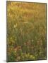 Paintbrush, Low Bladderpod and Grass, Texas Hill Country, USA-Adam Jones-Mounted Photographic Print