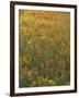 Paintbrush, Low Bladderpod and Grass, Texas Hill Country, USA-Adam Jones-Framed Photographic Print