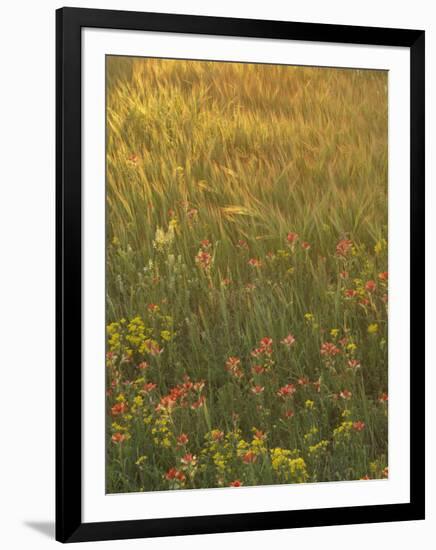 Paintbrush, Low Bladderpod and Grass, Texas Hill Country, USA-Adam Jones-Framed Photographic Print