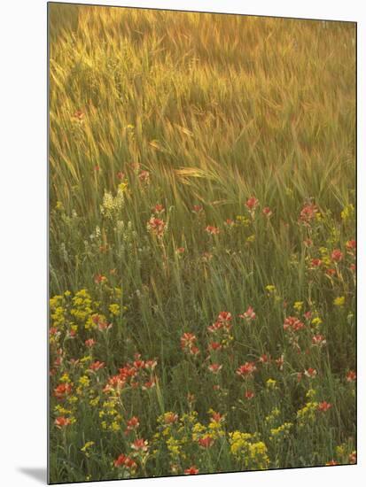 Paintbrush, Low Bladderpod and Grass, Texas Hill Country, USA-Adam Jones-Mounted Photographic Print