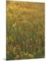 Paintbrush, Low Bladderpod and Grass, Texas Hill Country, USA-Adam Jones-Mounted Photographic Print