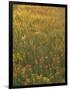 Paintbrush, Low Bladderpod and Grass, Texas Hill Country, USA-Adam Jones-Framed Photographic Print