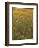 Paintbrush, Low Bladderpod and Grass, Texas Hill Country, USA-Adam Jones-Framed Photographic Print