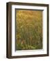 Paintbrush, Low Bladderpod and Grass, Texas Hill Country, USA-Adam Jones-Framed Photographic Print