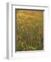 Paintbrush, Low Bladderpod and Grass, Texas Hill Country, USA-Adam Jones-Framed Photographic Print