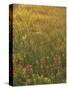 Paintbrush, Low Bladderpod and Grass, Texas Hill Country, USA-Adam Jones-Stretched Canvas
