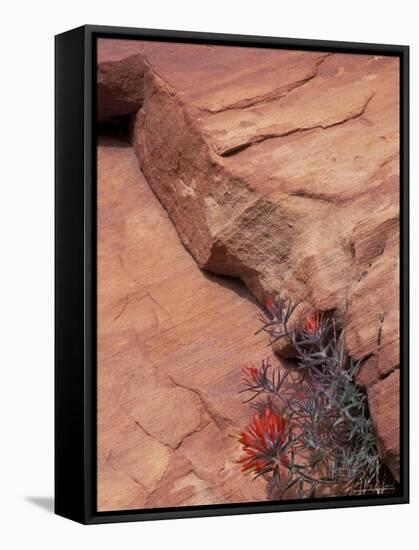 Paintbrush with Entrada Sandstone Along Zion-Mt. Carmel Highway, Zion National Park, Utah, USA-null-Framed Stretched Canvas