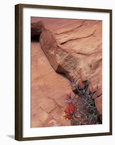 Paintbrush with Entrada Sandstone Along Zion-Mt. Carmel Highway, Zion National Park, Utah, USA-null-Framed Photographic Print