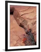 Paintbrush with Entrada Sandstone Along Zion-Mt. Carmel Highway, Zion National Park, Utah, USA-null-Framed Photographic Print