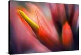 Paintbrush-Ursula Abresch-Stretched Canvas