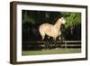 Painted 006-Bob Langrish-Framed Photographic Print