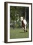 Painted 015-Bob Langrish-Framed Photographic Print