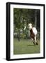 Painted 015-Bob Langrish-Framed Photographic Print