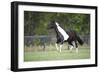 Painted 024-Bob Langrish-Framed Photographic Print