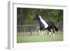 Painted 024-Bob Langrish-Framed Photographic Print