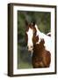 Painted 034-Bob Langrish-Framed Photographic Print