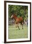 Painted 039-Bob Langrish-Framed Photographic Print