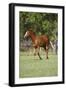 Painted 039-Bob Langrish-Framed Photographic Print