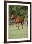 Painted 039-Bob Langrish-Framed Photographic Print