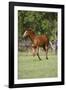 Painted 039-Bob Langrish-Framed Photographic Print