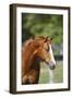 Painted 040-Bob Langrish-Framed Photographic Print