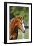 Painted 040-Bob Langrish-Framed Photographic Print