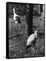 Painted and White Storks-null-Framed Stretched Canvas