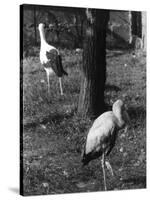 Painted and White Storks-null-Stretched Canvas