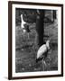 Painted and White Storks-null-Framed Photographic Print
