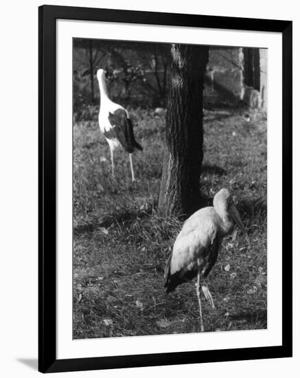 Painted and White Storks-null-Framed Photographic Print