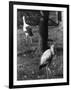 Painted and White Storks-null-Framed Photographic Print