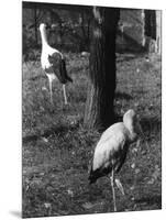 Painted and White Storks-null-Mounted Photographic Print