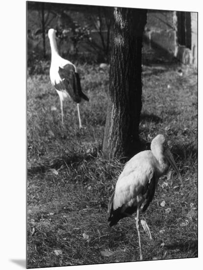 Painted and White Storks-null-Mounted Photographic Print