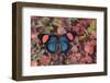 Painted Beauty Butterfly from the Amazon Region, Batesia Hypochlora-Darrell Gulin-Framed Photographic Print