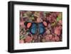 Painted Beauty Butterfly from the Amazon Region, Batesia Hypochlora-Darrell Gulin-Framed Photographic Print