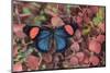 Painted Beauty Butterfly from the Amazon Region, Batesia Hypochlora-Darrell Gulin-Mounted Photographic Print