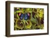 Painted Beauty Butterfly from the Amazon Region, Batesia Hypochlora-Darrell Gulin-Framed Photographic Print