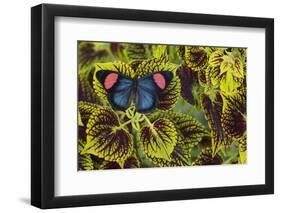 Painted Beauty Butterfly from the Amazon Region, Batesia Hypochlora-Darrell Gulin-Framed Photographic Print