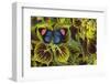 Painted Beauty Butterfly from the Amazon Region, Batesia Hypochlora-Darrell Gulin-Framed Photographic Print