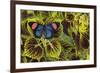 Painted Beauty Butterfly from the Amazon Region, Batesia Hypochlora-Darrell Gulin-Framed Photographic Print